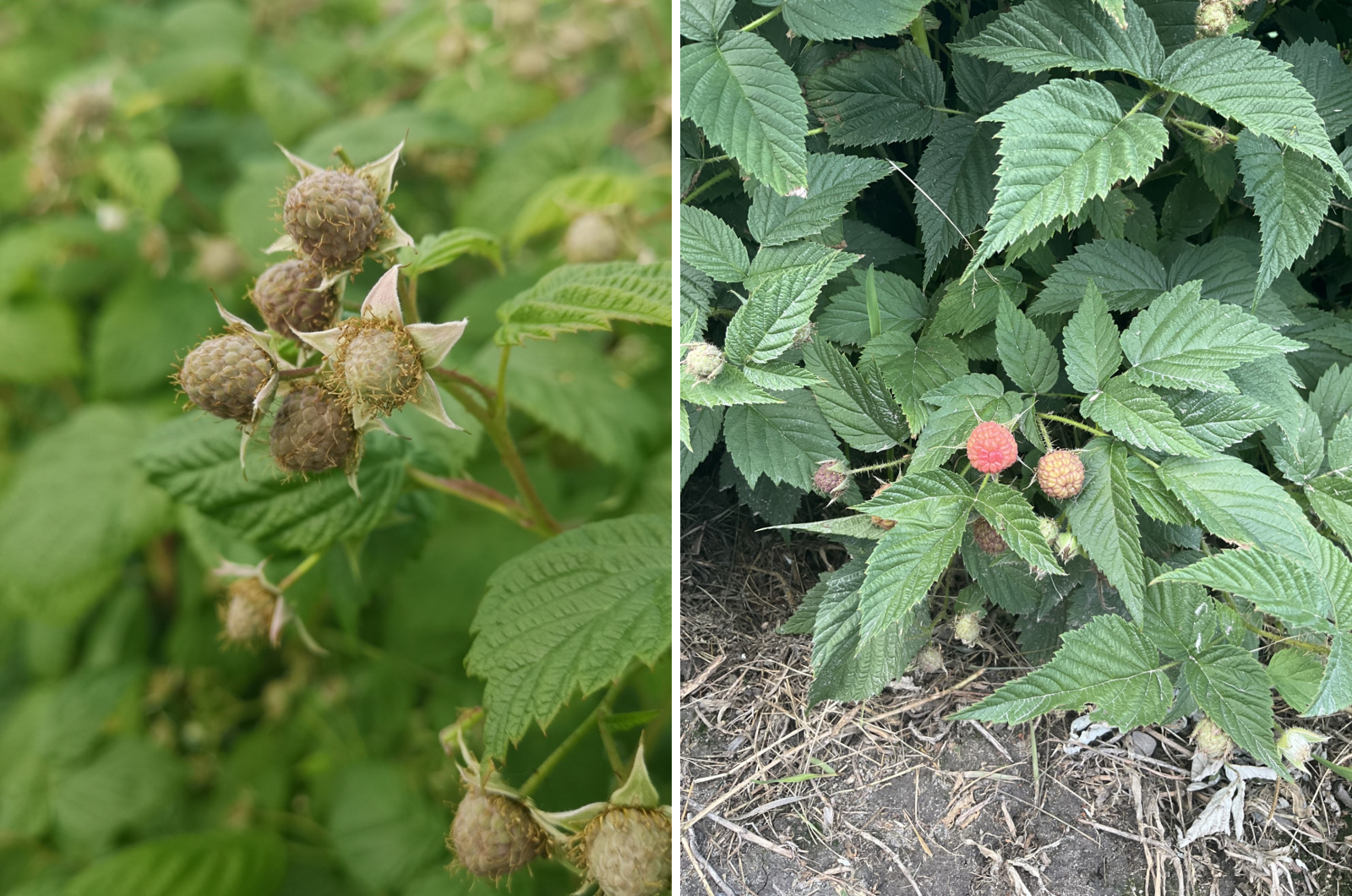 framboise-avertissement-no-11-19-juin-2024